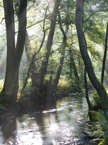Et fredelig tilfluktssted i skogene i de nordlige Vogesene med natur, frisk luft og naturskjønn utsikt rundt deg.